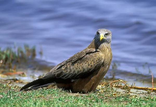 沃尔伯格的鹰 — 图库照片