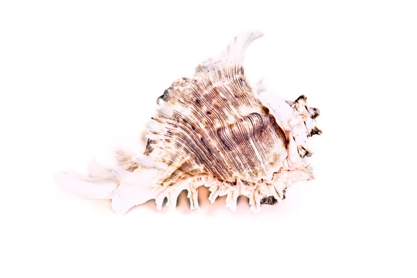 Seashell isolated on the white — Stock Photo, Image
