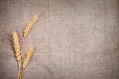 Few ears of wheat on sacking fabric clipart