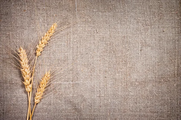 Pocas espigas de trigo sobre tela para saquear —  Fotos de Stock