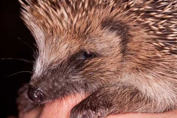 stock image Baby Hedgehog