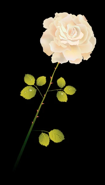 Creamy rose on black — Stock Vector