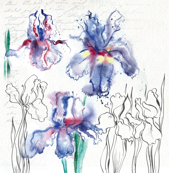Drawing Irises — Stock Photo, Image