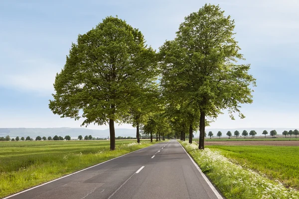 Estrada bonita com árvores — Fotografia de Stock