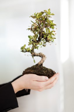 bonsai ağacı holding iş kadını