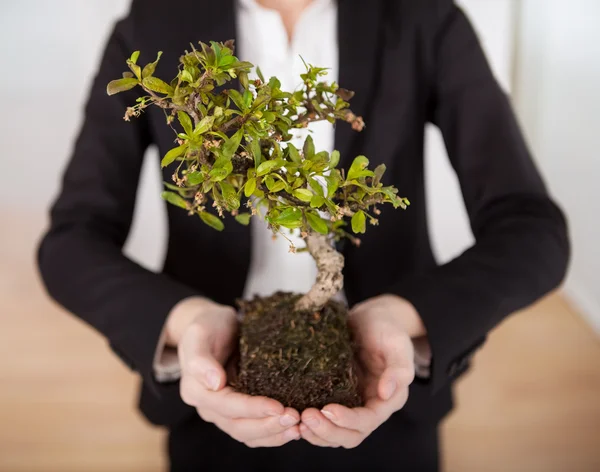 盆栽の木を保持している実業家 — ストック写真