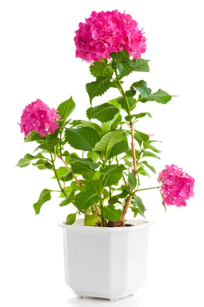 Hortensia i blomkruka — Stockfoto