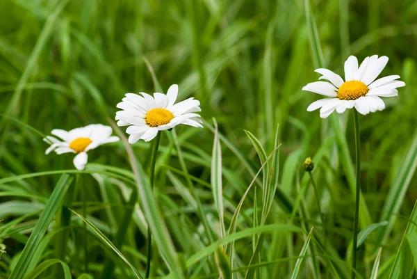 Chamomiles in grass — Stock Photo, Image