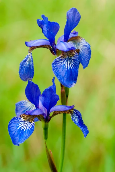 Iris fleur à l'extérieur — Photo
