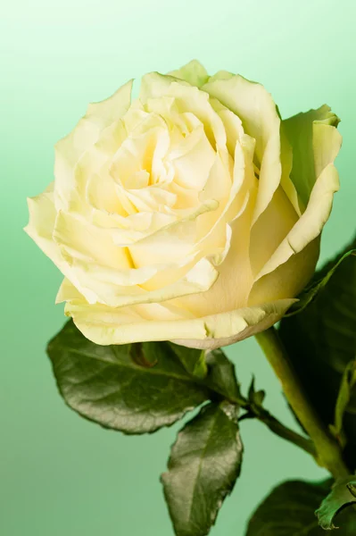 Trandafir împotriva verde — Fotografie, imagine de stoc