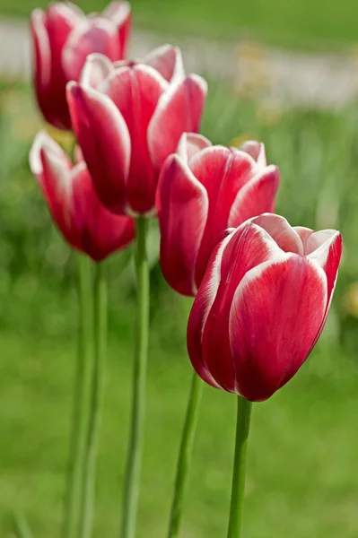 Розовые тюльпаны на улице — стоковое фото
