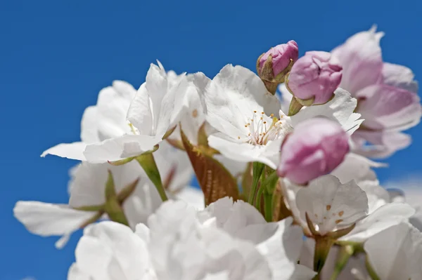 Apple blossom close-up — Stock Photo, Image