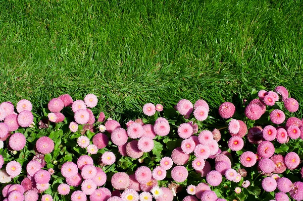 Flowerbed and lawn — Stock Photo, Image