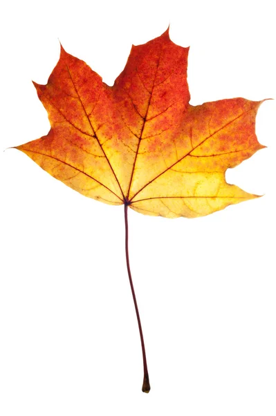 Herfstblad geïsoleerd — Stockfoto
