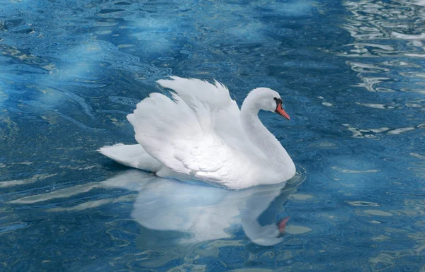 Stock image White swan