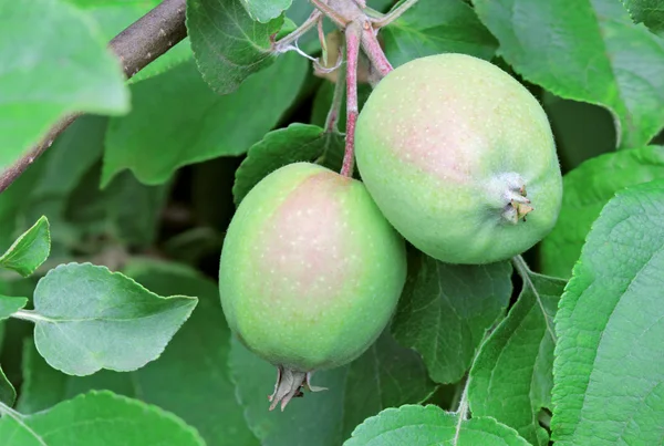 Stock image Unripe apples