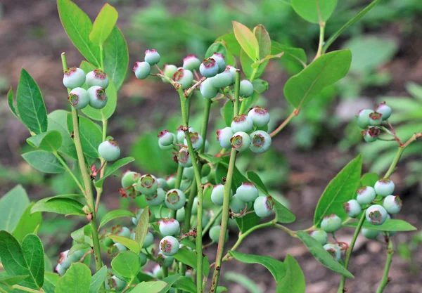 stock image Unripe blueberries