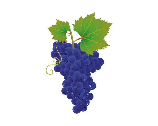 Kiść winogron niebieski — Wektor stockowy