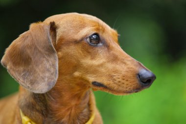 Dachshund Köpek Parkı