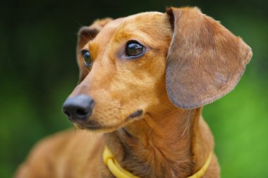 Dachshund Köpek