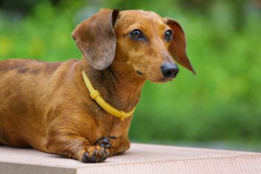 Dachshund Köpek