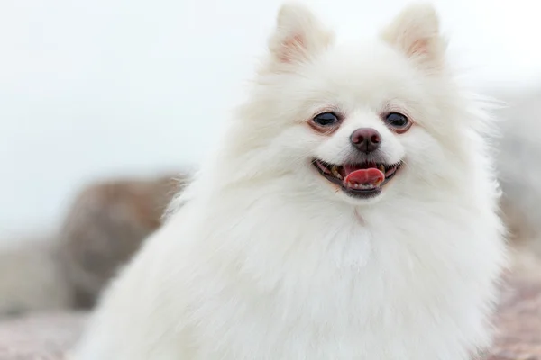 Perro pomerano blanco —  Fotos de Stock