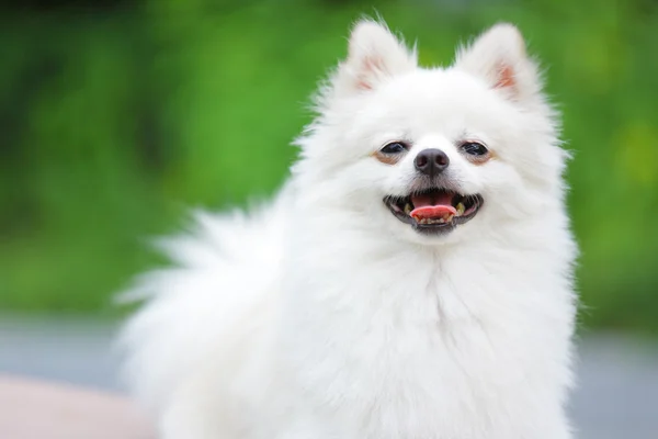白いポメラニアン犬 — ストック写真