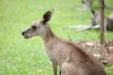 kanguru