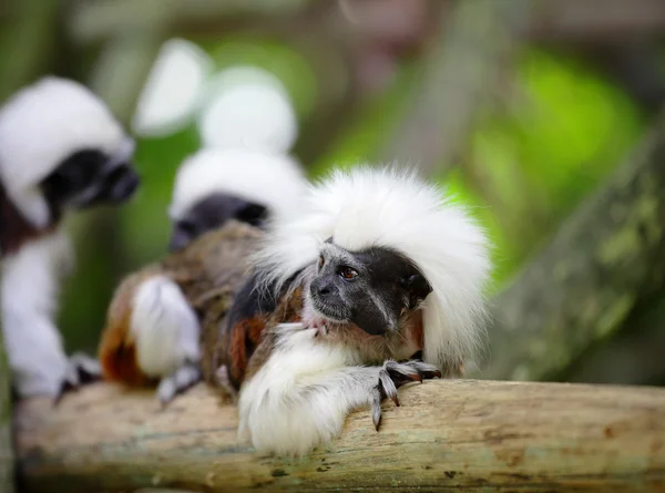 Baumwolloberaffe — Stockfoto