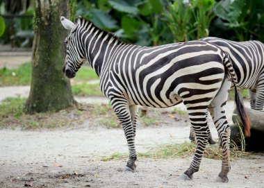 Zebra