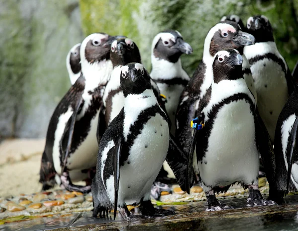 Пингвины Стоковое Изображение