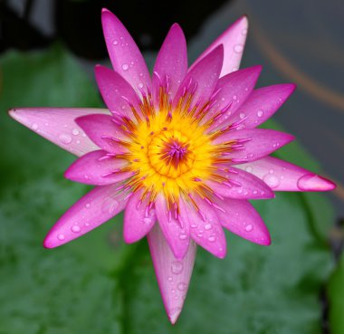 Lotus çiçeği.