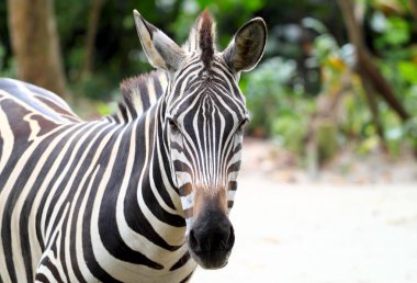 Zebra