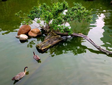Ducks in pond clipart