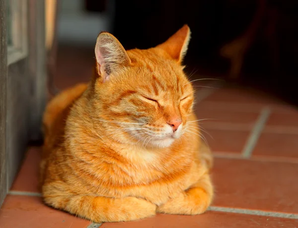 イギリス猫 — ストック写真