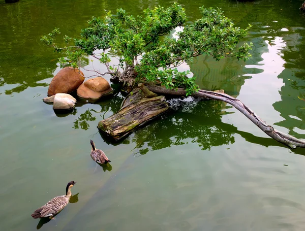 stock image Ducks in pond