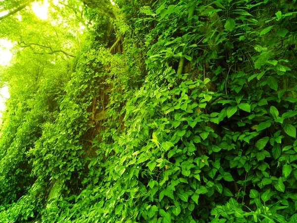 Hoja verde fresca — Foto de Stock