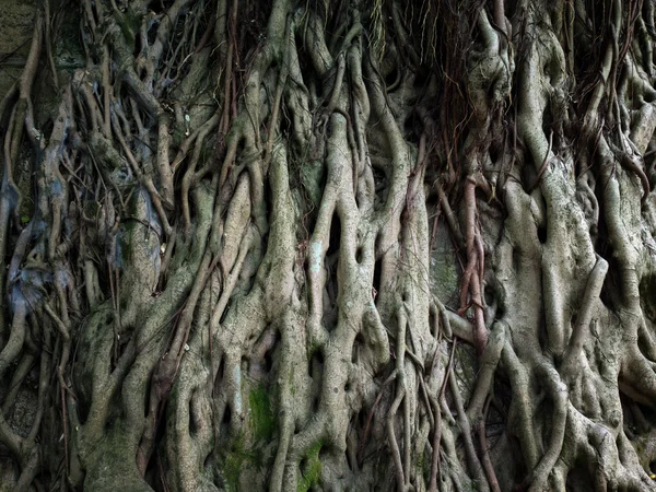 Árbol raíz de aire — Foto de Stock