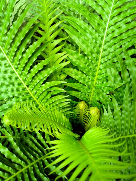 Świeże zielone liście — Zdjęcie stockowe