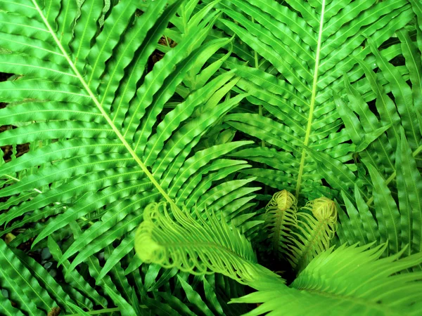 Roślina zielony — Zdjęcie stockowe