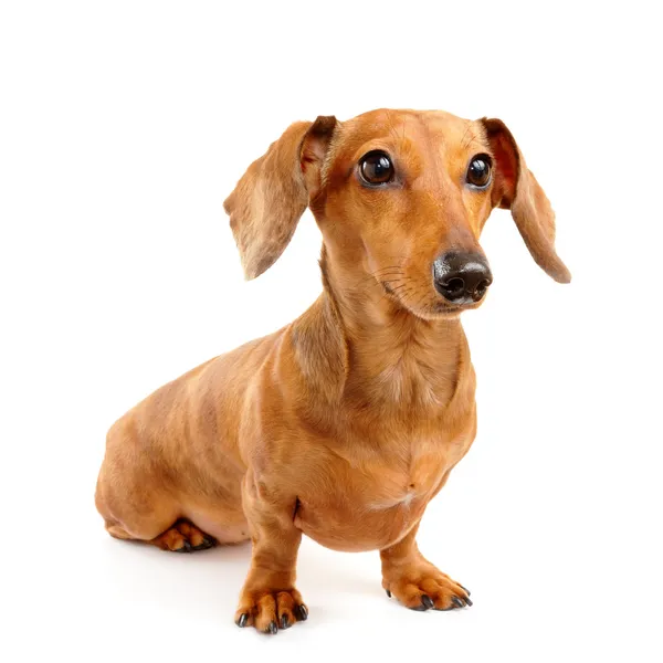Cabelo curto marrom cão dachshund — Fotografia de Stock