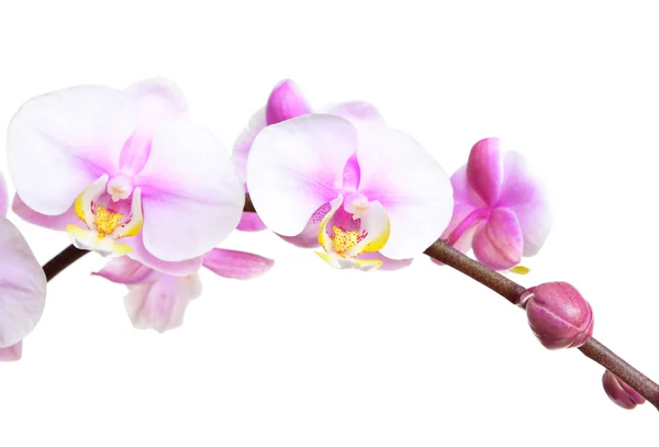 Fleurs d'orchidée — Photo