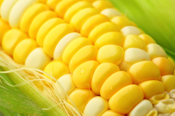 Mazorca de maíz con hojas verdes — Foto de Stock