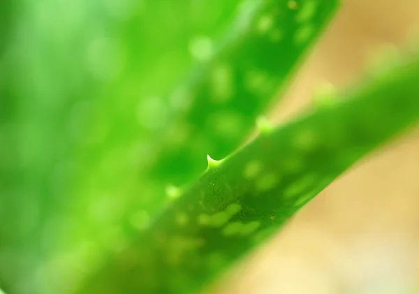 stock image Aloe vera