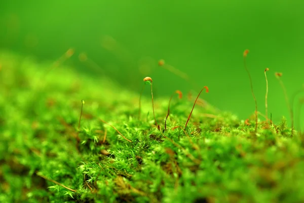 Yeşil yosun — Stok fotoğraf