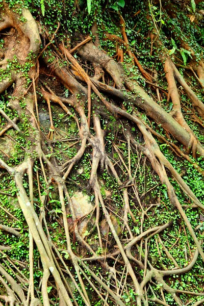 Árbol raíz de aire —  Fotos de Stock