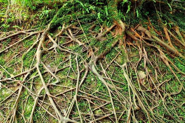 Árbol raíz de aire —  Fotos de Stock