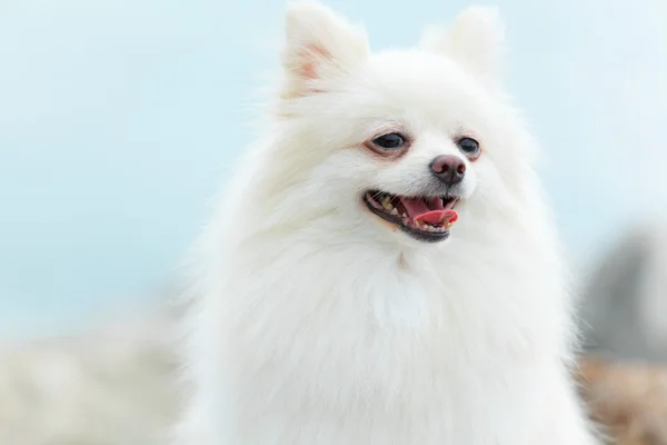 Pomeranya köpeği — Stok fotoğraf