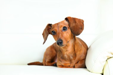 Divan Dachshund Köpek