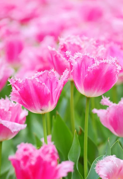 Tulipán en el campo de flores — Foto de Stock